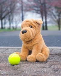 Tater Shar Pei