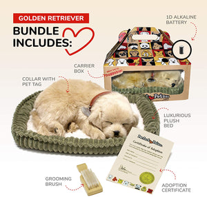 Golden Retriever Perfect