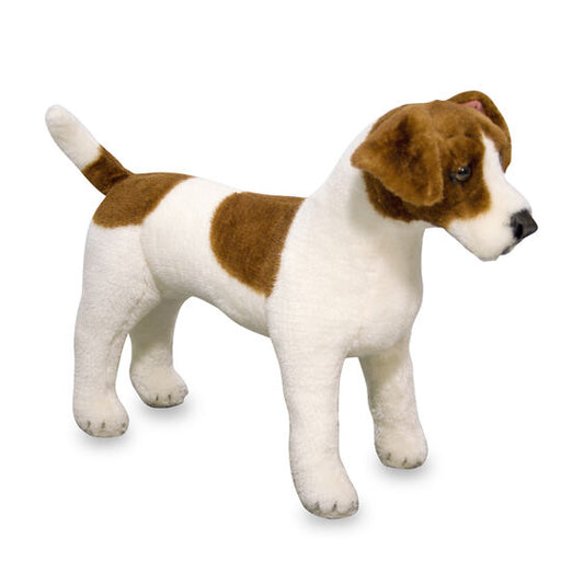 Jack Russell Terrier