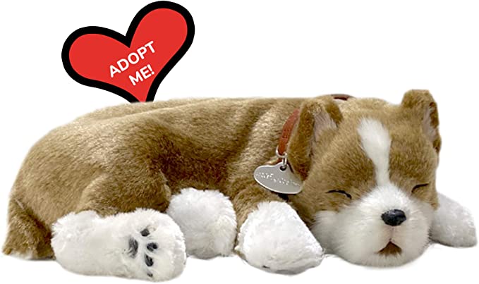 X Pit Bull Perfect Pet