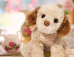 Biscuit Cavapoo