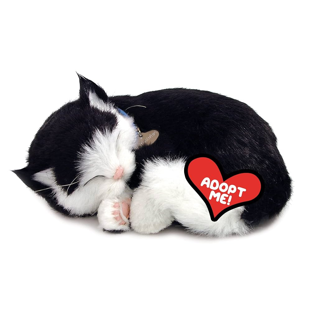 Mini Black and White Shorthair Kitten