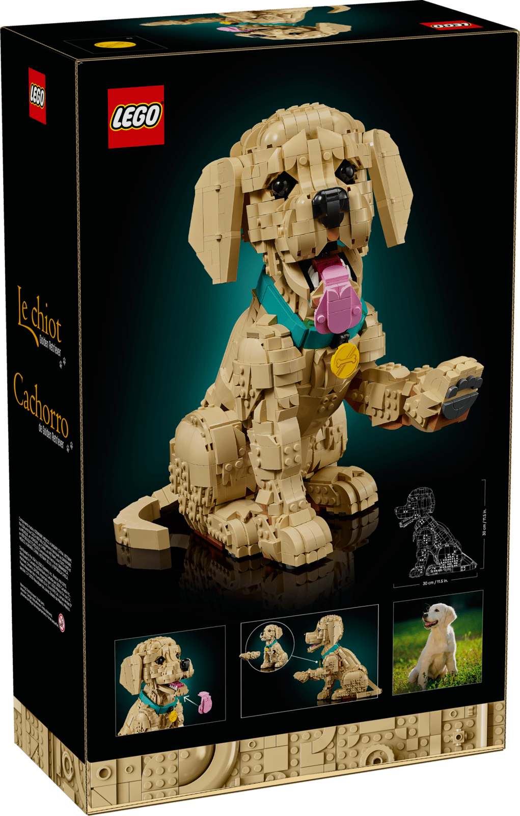 Golden Retriever Puppy