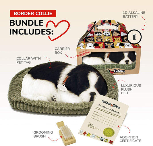 Border Collie Perfect Pet