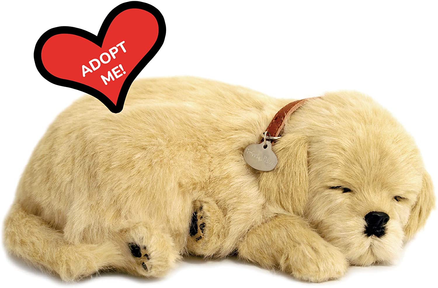 Golden Retriever Perfect