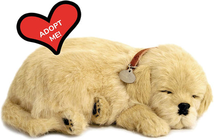 Golden Retriever Perfect