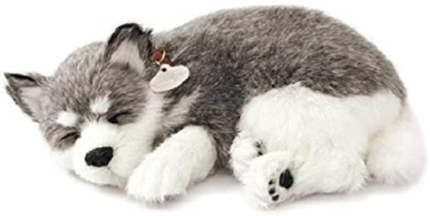 Alaskan Huskey Perfect Pe