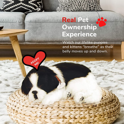 X Shih Tzu Perfect Pet