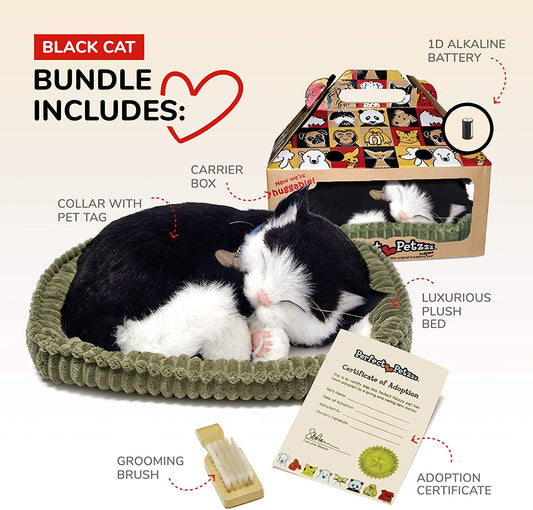 Black & White Cat