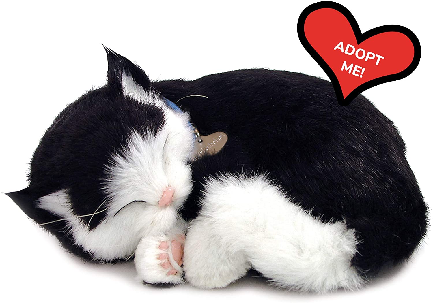 Black & White Cat