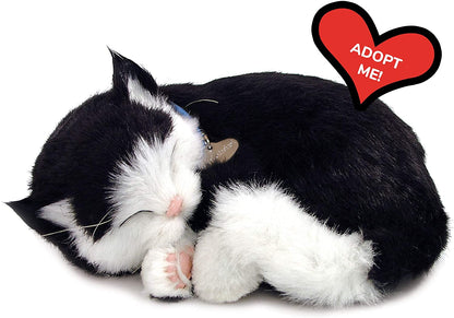 Black & White Cat