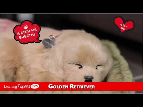 Golden Retriever Perfect
