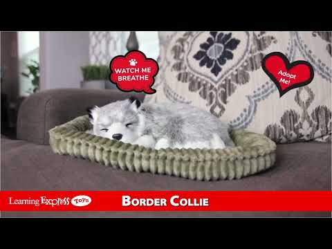 Border Collie Perfect Pet