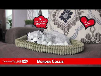 Border Collie Perfect Pet