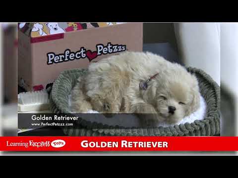 Golden Retriever Perfect
