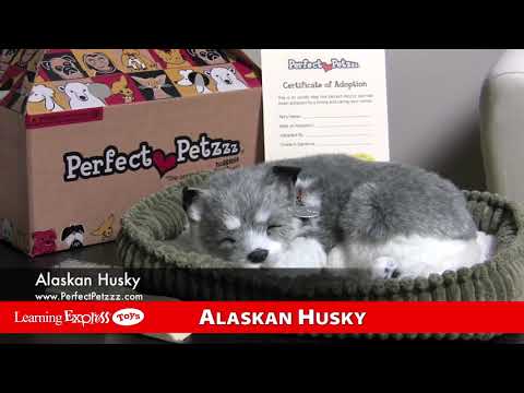 Alaskan Huskey Perfect Pe